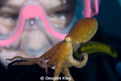 eye to eye. A junior diver has a close encounter with a t... by Douglas Klug 